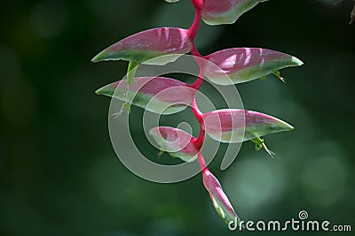 Heliconia Stock Photo