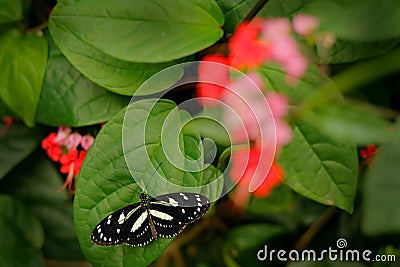 Heliconius atthis, the false zebra longwing Stock Photo