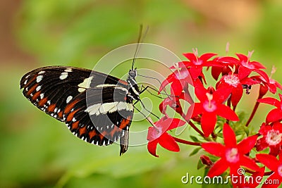 Heliconius atthis, the false zebra longwing, butterfly on the red flower bloom, Costa Rica. Beautiful insect from Central America Stock Photo