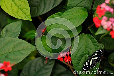 Heliconius atthis, the false zebra longwing in the nature habitat. Butterfly from Costa Rica, insect on the green leave with red Stock Photo