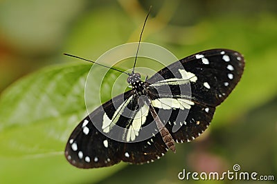 Heliconius, beautiful insect sitting on the green leave in the nature. Butterfly, wildlife nature. Heliconius atthis, the false Stock Photo