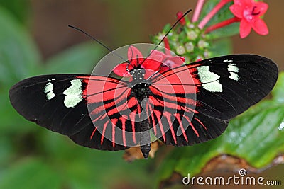 Heliconius Butterfly Stock Photo