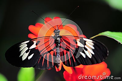 Heliconius butterfly standing on Mexican sunflower Stock Photo