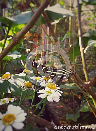 Heliconius, zebra longwing, perched on daisies in a tropical forest Stock Photo