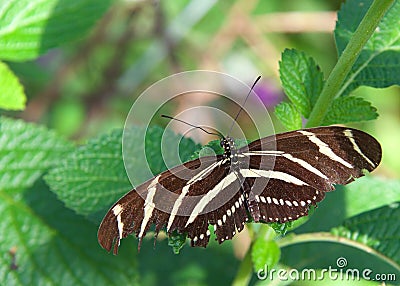 zebra longwing butterfly on green leaves Stock Photo