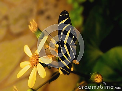 A `Heliconius charitonius`, sits on a yellow flower with its wings wide open Stock Photo