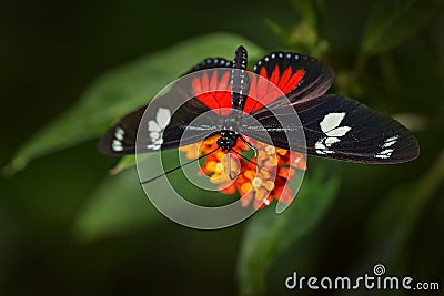 Heliconius doris, Doris longwing butterfly on the orange flower bloom in the forest habitat, Volcan Poas in Costa Rica. Black red Stock Photo