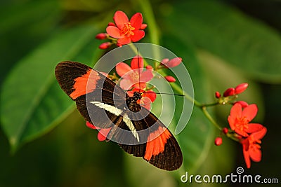 Heliconius erato or red postman butterfly feeding nectar from a red flower Stock Photo