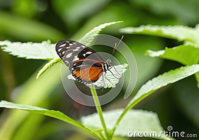 Heliconius hecale perched on a leaf in the butterfly garden of the Fort Worth Botanic Gardens. Stock Photo