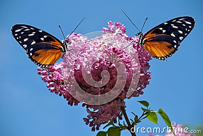 Heliconius hecate butterflies Stock Photo