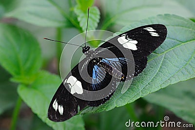 Heliconius Sara Butterfly Stock Photo