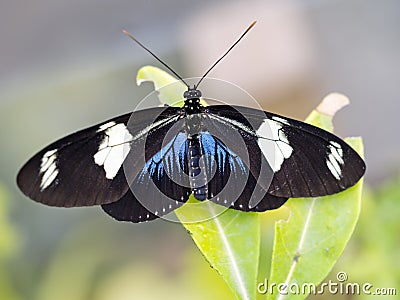 Heliconius sara butterfly. Black blue and white. Stock Photo