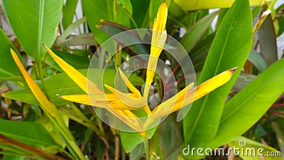 Helicornia flower and plant garden Stock Photo