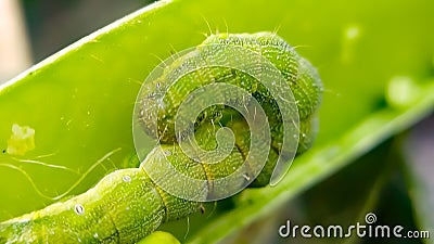 Helicoverpa zea on leaf in indian village image Corn earworm Insects image Stock Photo