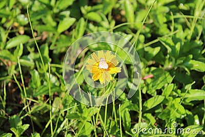 Heliopsis helianthoides (false sunflower) with a butterfly in the garden Stock Photo