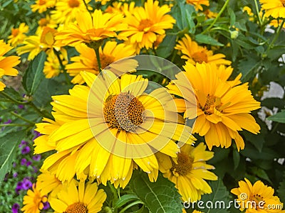 Heliopsis Helianthoides, rough oxeye, smooth oxeye and false sunflower Stock Photo