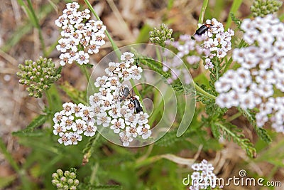 Heliotaurus ruficollis beetles pollinating yarrow flowers Stock Photo