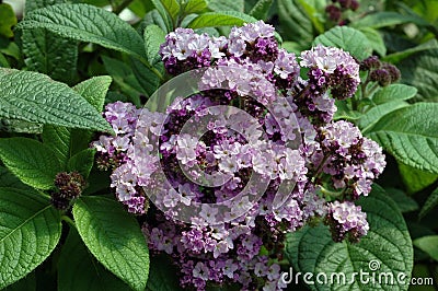 Heliotropium Arborescens Flowers Stock Photo