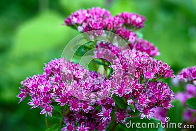 Heliotropium arborescens close, soft focus Stock Photo