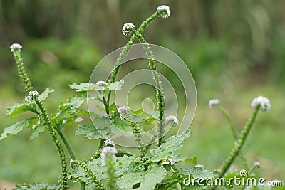 Heliotropium indicum (Sangketan, buntut tikus, Indian heliotrope, Indian Turnsole) Stock Photo