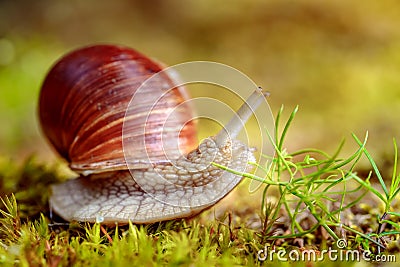 Helix pomatia also Roman snail, Burgundy snail Stock Photo