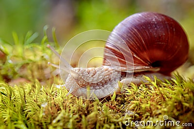 Helix pomatia also Roman snail, Burgundy snail Stock Photo