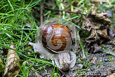 Helix pomatia burgundy snail in forest Stock Photo