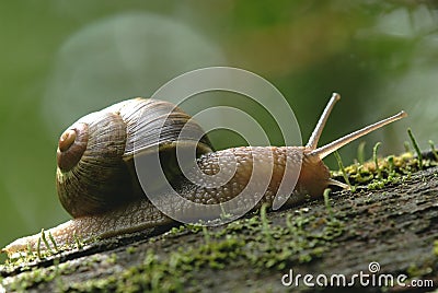 (Helix pomatia) edible snail Stock Photo