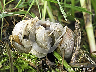 Helix pomatia mating Stock Photo