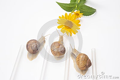 Helix pomatia. snails compete to reach the yellow flower. mollusc and invertebrate. delicacy meat and gourmet food Stock Photo