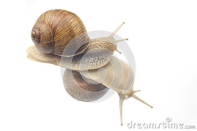 Helix pomatia. snails on transparent glass. mollusc and invertebrate. delicacy meat and gourmet food Stock Photo