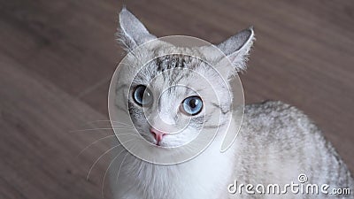 Helle Gestreifte Katze Mit Blauen Augen Auf Dem Wächter
