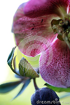 Hellebore Stock Photo