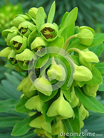 Hellebore Stock Photo