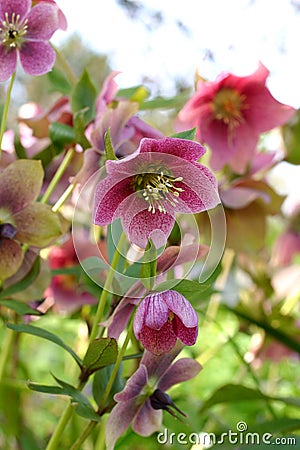 Hellebore Stock Photo