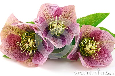 Hellebore Stock Photo