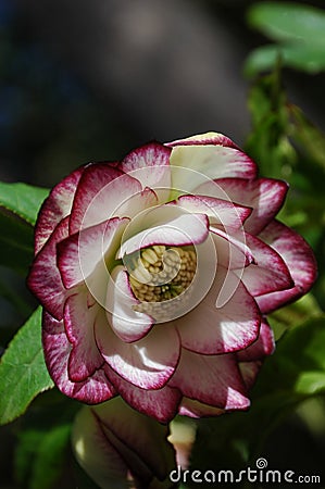 Hellebore Stock Photo