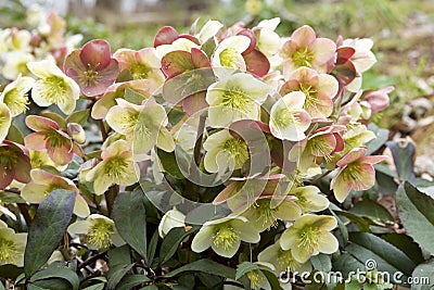 Hellebore Stock Photo