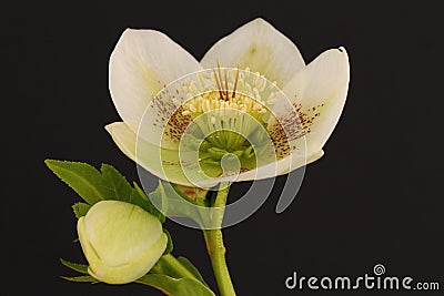 Hellebore flower Stock Photo
