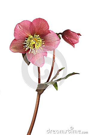 Hellebore flower and foliage Stock Photo