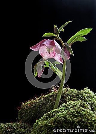 Hellebore Flower with Water Droplets Stock Photo