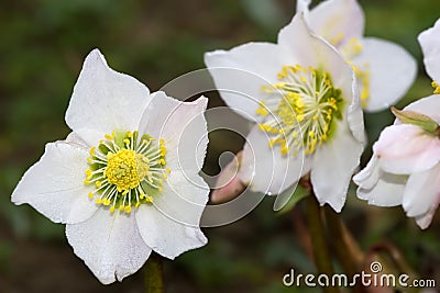 Hellebore flowers Stock Photo