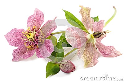 Hellebore Stock Photo