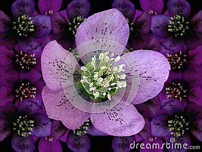 Hellebore (heleborus niger) Stock Photo