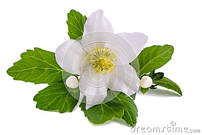 Hellebore Helleborus niger Stock Photo