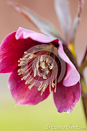 Hellebore (Helleborus purpurascens) Stock Photo