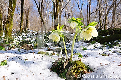 Hellebore primrose Stock Photo