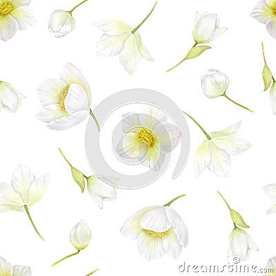 Hellebore. White flowers seamless pattern. Spring, winter flowers watercolor romantic or wedding background Stock Photo