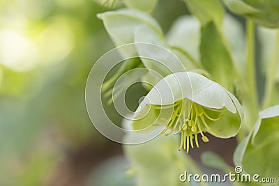 Hellebores - Helleborus Argutifolius (Ranunculaceae) Stock Photo