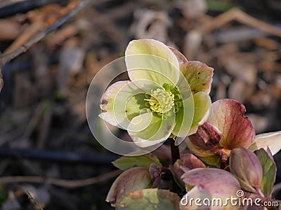 Hellebores Orientalis Cold-Weather Bulb Flower Close-Up Stock Photo